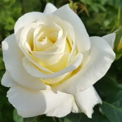 Роза МОНДИАЛЬ чайно-гибридная в Барановичах