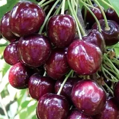 Черешня СИЛЬВИЯ колоновидная в Барановичах