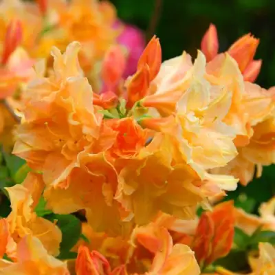 Азалия ЧАРДАШ листопадная в Барановичах