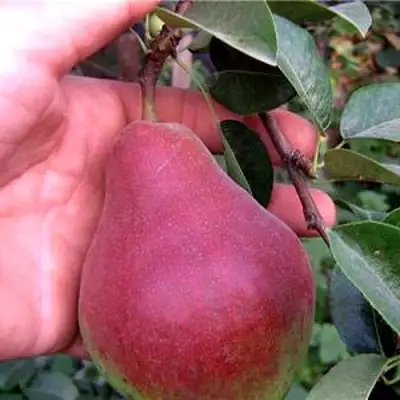 Груша РУМЯНАЯ КЕДРИНА в Барановичах