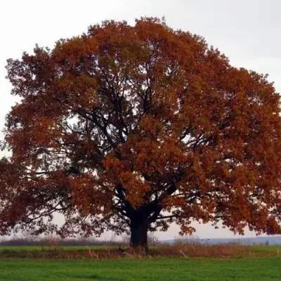 Дуб скальный в Барановичах