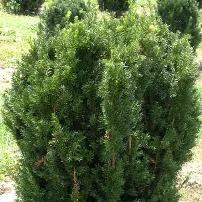 Тис ХИКСИ средний в Барановичах