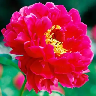 Пион ХРАБРЫЙ ВОИН травянистый в Барановичах