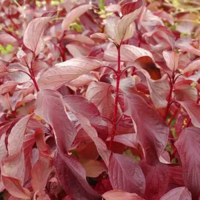 Дерен КРАСНЫЙ в Барановичах