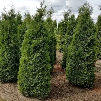 Туя ХОЛМСТРУП западная в Барановичах