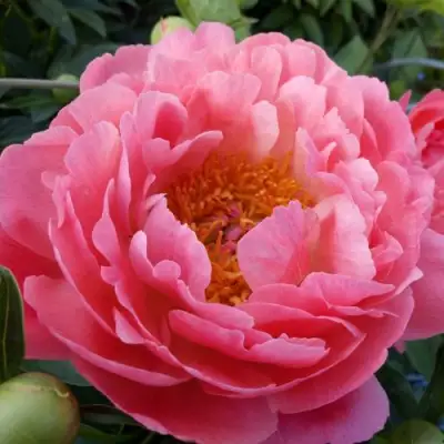 Пион КОРАЛ САНСЕТ травянистый в Барановичах