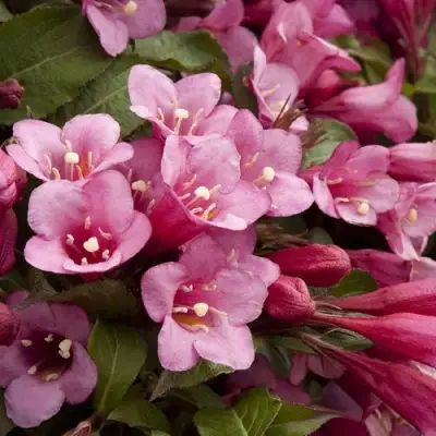 Вейгела ФЛОРИДА в Барановичах