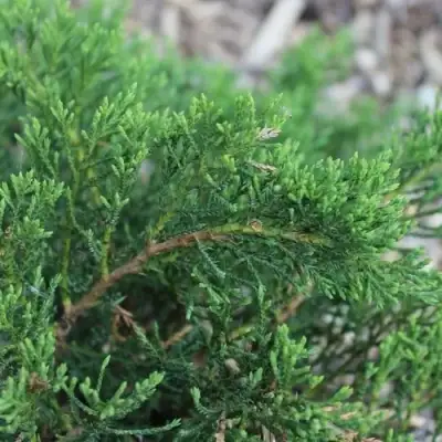 Можжевельник РОКЕРИ ДЖЕМ казацкий  в Барановичах