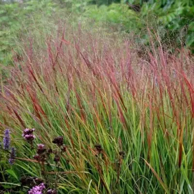 Просо РЕБРАУН прутьевидное в Барановичах