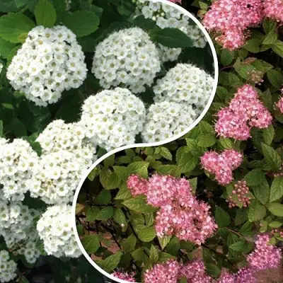 Комплект ТАЛАНТЛИВЫЙ САДОВОД в Барановичах