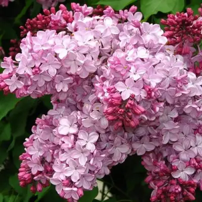 Сирень ЭСТЕР СТЕЙЛИ в Барановичах