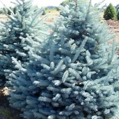 Ель ГЛАУКА колючая в Барановичах