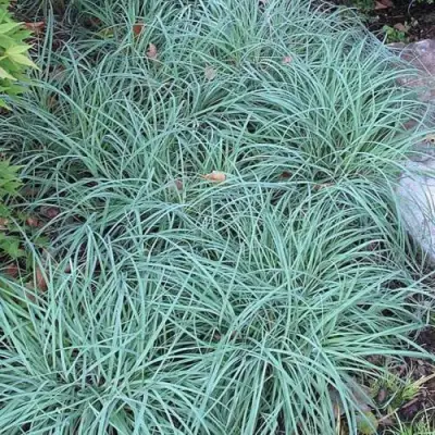 Осока БЛЮ ЗИНГЕР в Барановичах