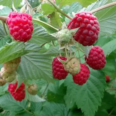 Малина ПРОСТО ПРЕЛЕСТЬ (СТОЛЕШНИК) в Барановичах
