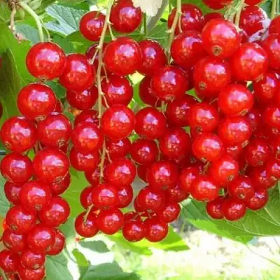 Смородина красная ФЕРТОДИ в Барановичах