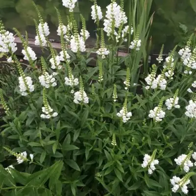 Физостегия АЛЬБА виргинская в Барановичах