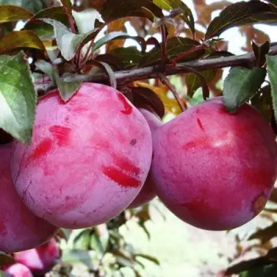 Слива ЛАМА в Барановичах