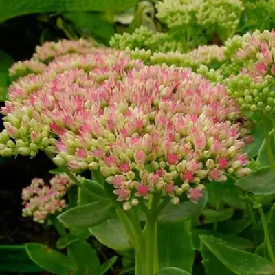 Очиток (седум) БРИЛЛИАНТ в Барановичах