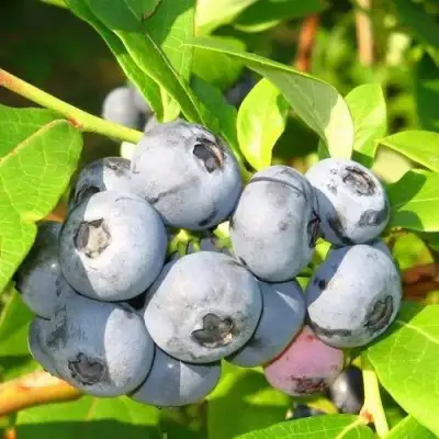 Голубика ЭЛИЗАБЕТ в Барановичах