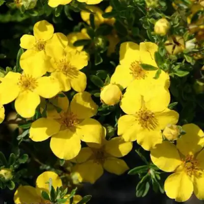 Лапчатка ХАКМАНС ГИГАНТ кустарниковая в Барановичах