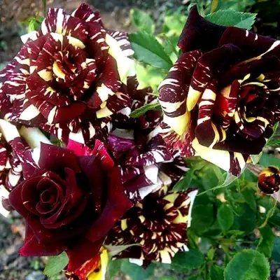 Роза ФОКУС ПОКУС флорибунда в Барановичах