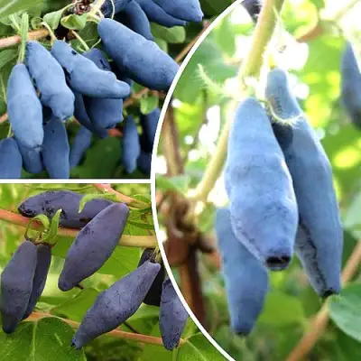 Комплект СЛАДКИЕ ХИТЫ в Барановичах