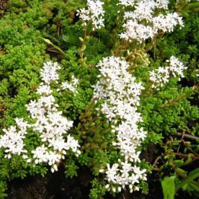 Очиток (седум) ХЛОРОТИКУМ белый в Барановичах