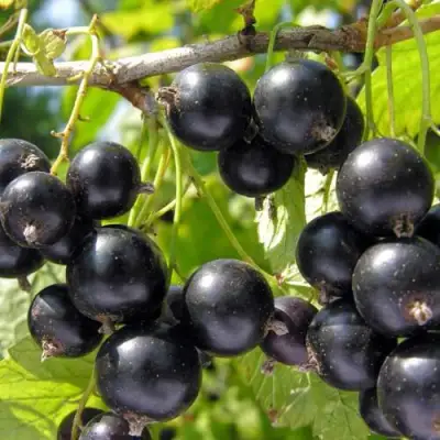 Смородина чёрная НЕСТЕР КОЗИН в Барановичах