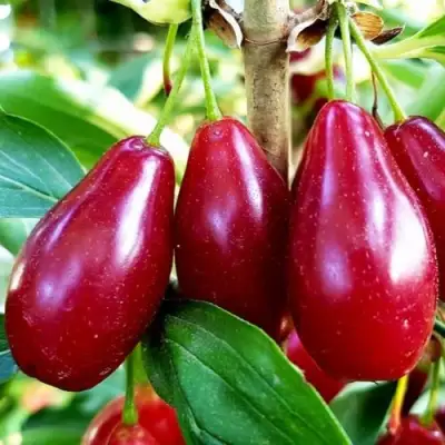 Кизил ВЛАДИМИРСКИЙ в Барановичах