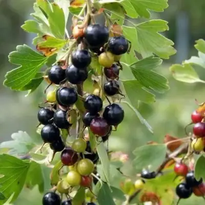 Смородина золотистая ПЛОТНОМЯСАЯ в Барановичах