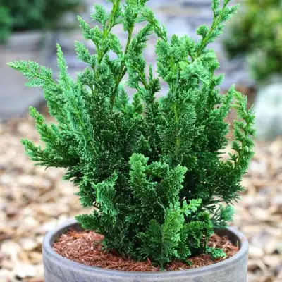 Кипарисовик ВИСЕЛЛИ лавсона в Барановичах