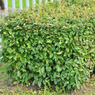 Кизильник блестящий в Барановичах