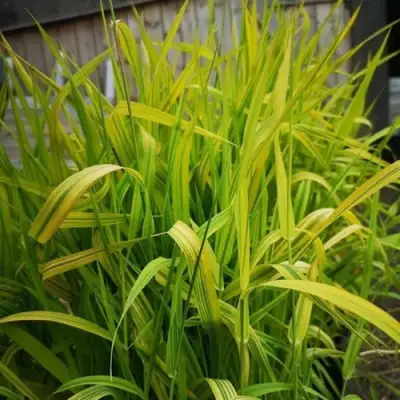 Фалярис АРКТИК САН тростниковый в Барановичах