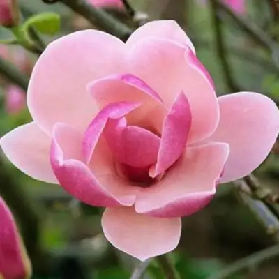 Магнолия РУСТИКА РУМБА в Барановичах