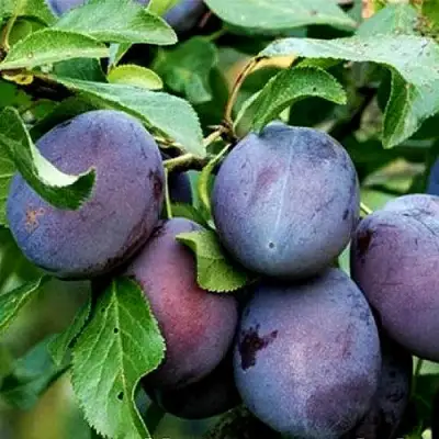 Слива ВЕНГЕРКА БЕЛОРУССКАЯ в Барановичах