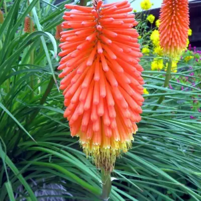 Книфофия БЕНГАЛ ФАЕР гибридная в Барановичах