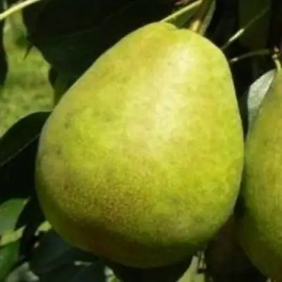 Груша ЛАГОДНАЯ в Барановичах