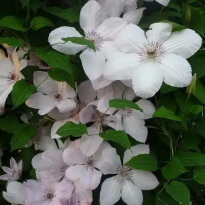 Клематис ИОАНН ПАВЕЛ 2 в Барановичах