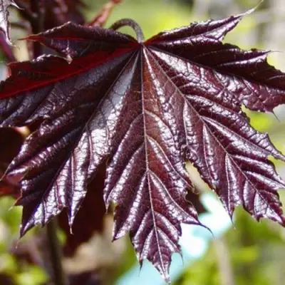 Клен КРИМСОН КИНГ остролистный в Барановичах