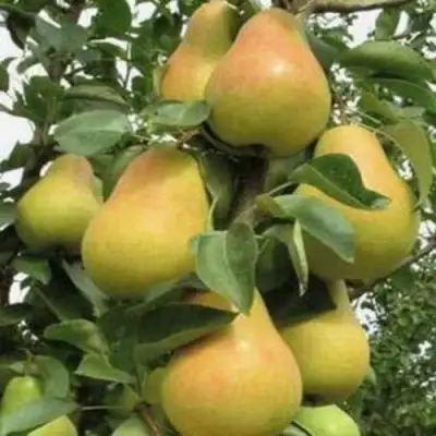 Груша ЛЮБИМИЦА ЯКОВЛЕВА в Барановичах