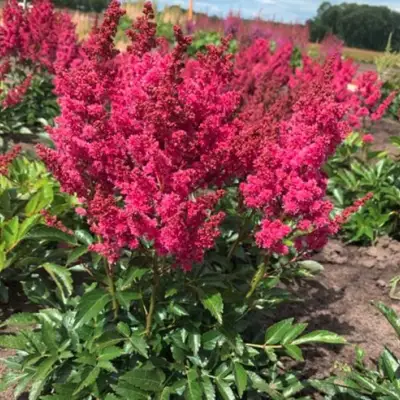 Астильба ЛАКИ ДЕЙ Арендса в Барановичах