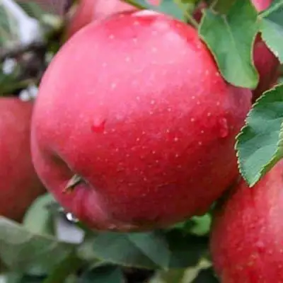 Яблоня ЧЕМПИОН в Барановичах