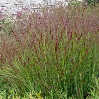 Просо ШЕНАНДО прутьевидное в Барановичах