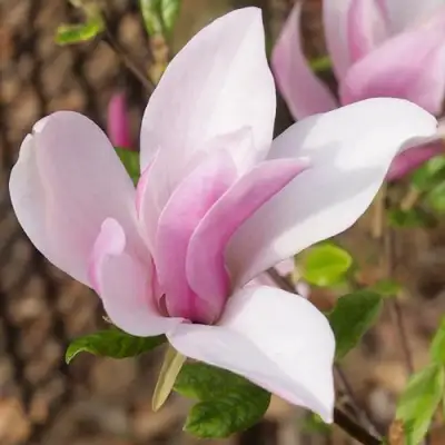 Магнолия БЕТТИ в Барановичах