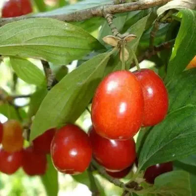 Кизил КОРАЛЛОВЫЙ МАРКА в Барановичах