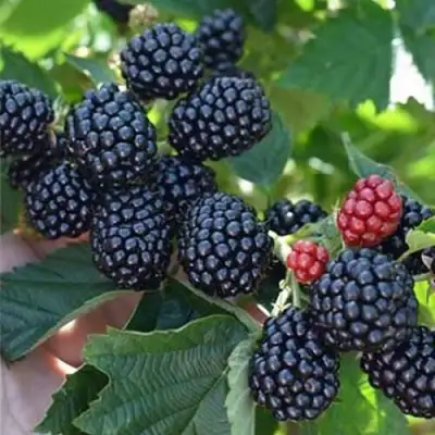 Ежевика ПОЛАР бесшипная  в Барановичах