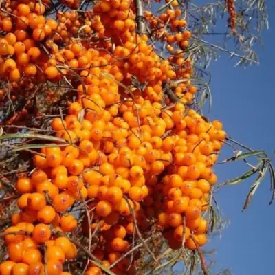 Облепиха СУДАРУШКА в Барановичах