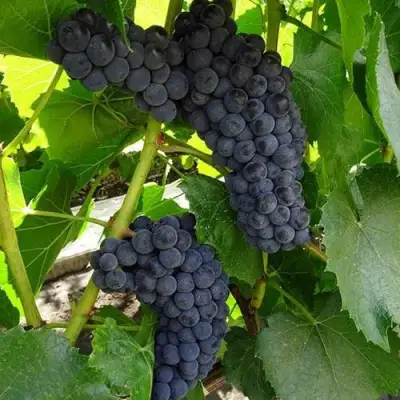 Виноград ВЭЛИАНТ в Барановичах