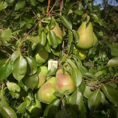 Груша БЕРЕ ЛЮКА в Барановичах