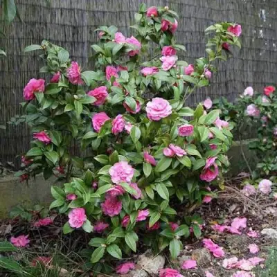 Камелия ДЕББИ в Барановичах